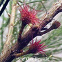 She Oak Female Remedies Australian Flower Essences