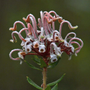 Grey Spider Love Remedies Australian Flower Essences