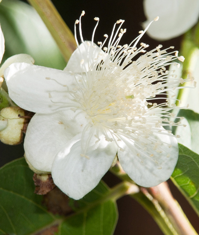 Guava Love Remedies Australian Flower Essences