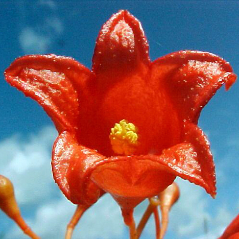 Illawarra Flame Tree Love Remedies Australian Flower Essences