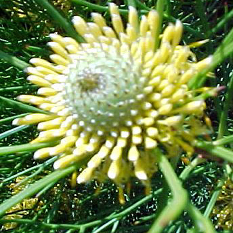 Isopogon Love Remedies Australian flower essences