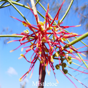 Mistletoe Love Remedies Australian flower essences