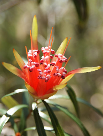 Mountain Devil Love Remedies Australian flower essences