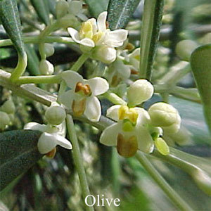 Olive Love Remedies Australian Flower Essences Blütenessenzen