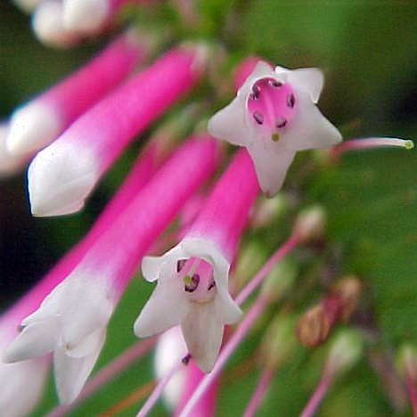 Bush Fuchsia Love Remedies Australian Flower Essences