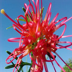 Red Grevillea Love Remedies Australian Flower Essences