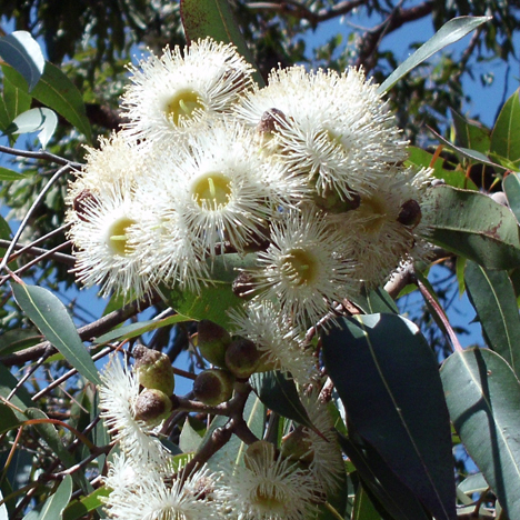Ribbon Gum Love Remedies Australian Flower Essences