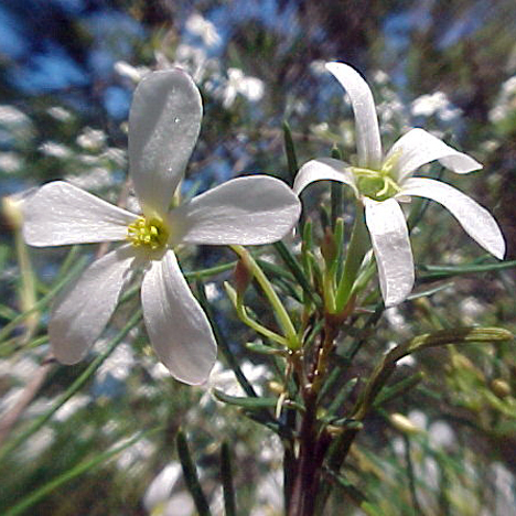 Wedding Bush Love Remedies Australian Flower Essences