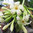 Inner Peace Vitalsprays Australian Flower Essences