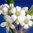 Change Aurasprays Remedies Australian Flower Essences