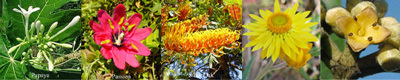 Self-Love Australian Flower Essences Love Remedies