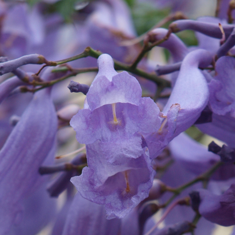 Jacaranda Australian flower essences Love Remedies