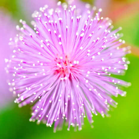 Sensitive Plant Australian Flower Essences van Love Remedies