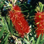 Bottlebrush Australian Flower Essences Love Remedies