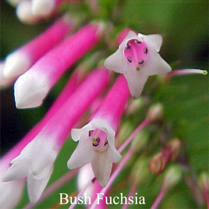 Bush Fuchsia Australian Flower Essences Love Remedies