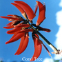 Cora Tree Australische Blütenessenzen
