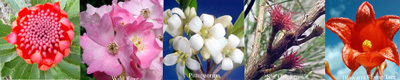 Feminine Australian Flower Essences Blend Love Remedies