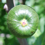 Fig Australian flower essences van Love Remedies