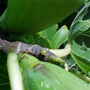 Fig Australische Blütenessenzen der Love Remedies