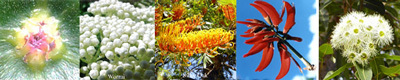 Focus Australian Flower Essences Blends Love Remedies