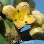 Grey Mangrove Australische Blütenessenzen der Love Remedies