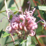 Grey Spider Buschblüten Australian Flower Essences