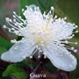 Guava Australian flower essences der Love Remedies