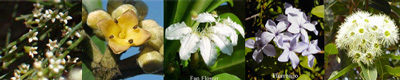 Australian Flower Essences Happiness Love Remedies 