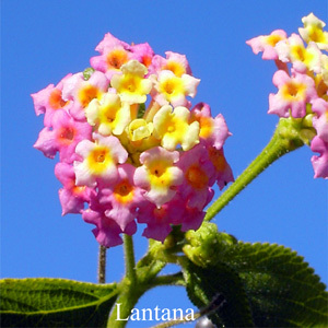 Lantana Australian Flower Essences Love Remedies
