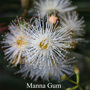 Manna Gum Australian Flower Essences Love Remedies