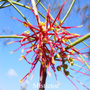 Mistletoe Australian flower essences Love Remedies