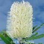 Old Man Banksia Australian Flower Essences van Love Remedies