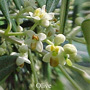 Olive Australian flower essences Love Remedies