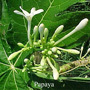 Papaya Paw Paw Australian flower essences der Love Remedies