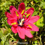 Passion Love Remedies Australian Flower Essences D