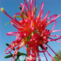 Red Grevillea Australian Flower Essences of Love Remedies