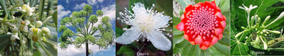 Regeneration Australian Flower Essences Love Remedies