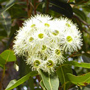 Ribbon Gum Australian Flower Essences van Love Remedies