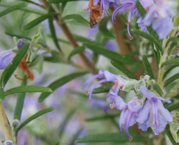 Rosemary Australian flower essences Love Remedies
