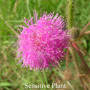 Sensitive Plant Australian flower essences Love Remedies