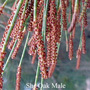 She Oak Male Australian Flower Essences der Love Remedies