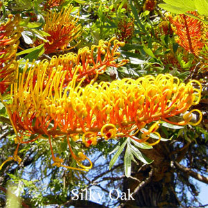 Silky Oak Australian Flower Essences Love Remedies