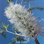 Tea Tree Australian Flower Essences of Love Remedies