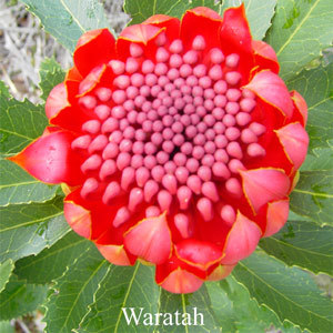 Waratah Australian Flower Essences Love Remedies