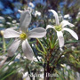 Wedding Bush Australian Flower Essences of Love Remedies